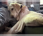 Small #3 Labradoodle