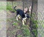 Small #1 German Shepherd Dog