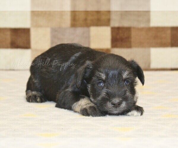 Medium Photo #3 Schnauzer (Miniature) Puppy For Sale in DENVER, PA, USA