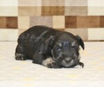Small #2 Schnauzer (Miniature)