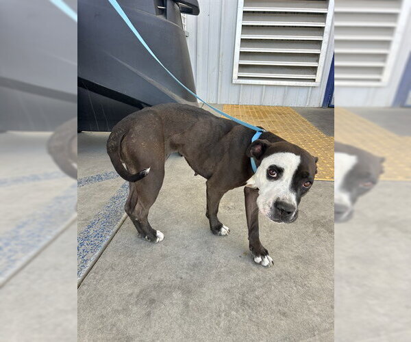 Medium Photo #1 Mutt Puppy For Sale in Bakersfield, CA, USA