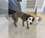 *POOKIE - Female Mutt Dog for Adoption - Small photo
