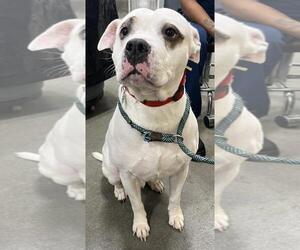 Bulldog Dogs for adoption in Forestville, MD, USA