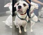 Small Bulldog