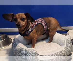 Chihuahua Dogs for adoption in Walnutport, PA, USA