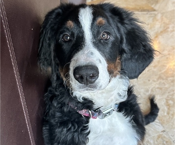 View Ad Bernedoodle Dog for Adoption near Texas, MONTGOMERY, USA. ADN