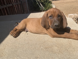 Redbone Coonhound Puppy for sale in OAK GLEN, CA, USA