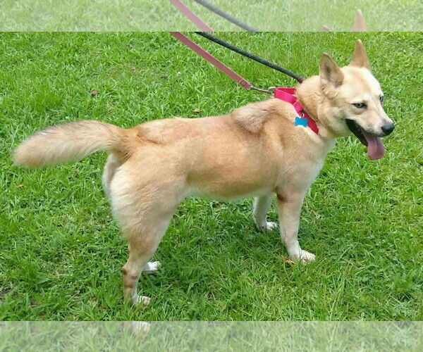 Medium Photo #2 Huskies -Unknown Mix Puppy For Sale in Holly Springs, NC, USA