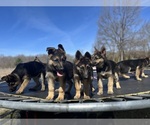 Small Photo #16 German Shepherd Dog Puppy For Sale in FENNVILLE, MI, USA