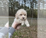 Small Photo #33 Cockapoo Puppy For Sale in BOGART, GA, USA