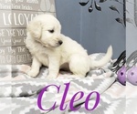Small Photo #22 Goldendoodle Puppy For Sale in CEDAR GAP, MO, USA