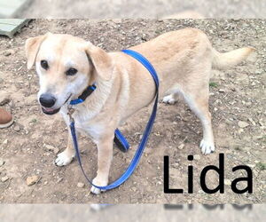 Akita-Unknown Mix Dogs for adoption in Mountain View, AR, USA