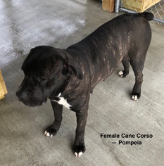 Mother of the Cane Corso puppies born on 03/02/2018