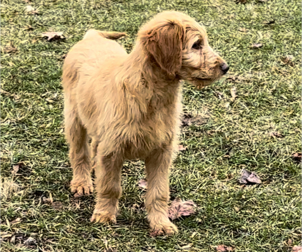 Medium Photo #4 Goldendoodle (Miniature) Puppy For Sale in NILES, MI, USA