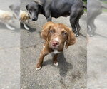 Small #1 Colonial Cocker Spaniel-Labrador Retriever Mix