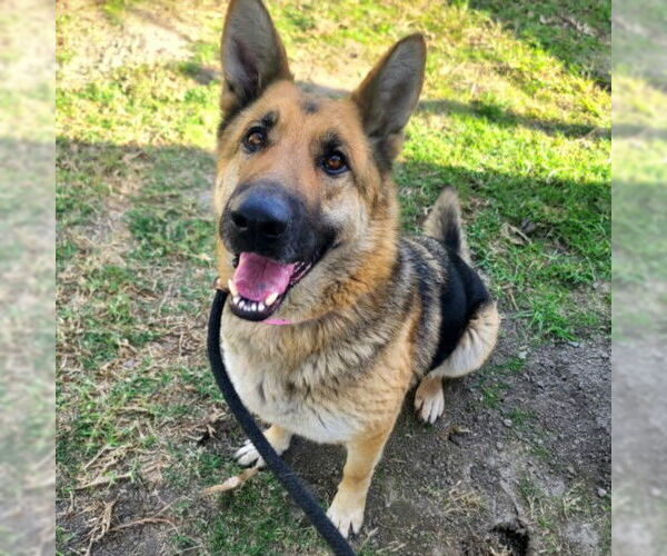 Medium Photo #1 German Shepherd Dog Puppy For Sale in Long Beach, CA, USA