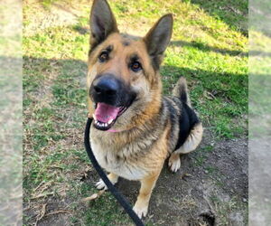 German Shepherd Dog Dogs for adoption in Long Beach, CA, USA