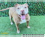 Small #2 American Pit Bull Terrier