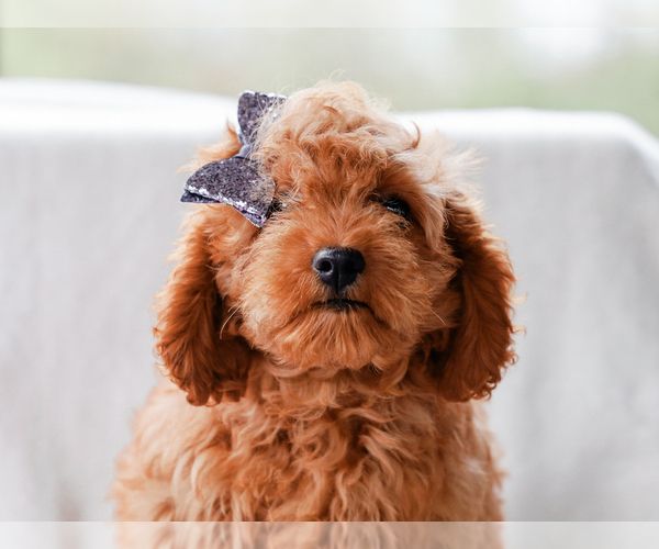 Medium Photo #5 Cavalier King Charles Spaniel-Poodle (Toy) Mix Puppy For Sale in LIBERTY, KY, USA