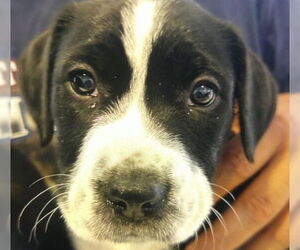 Mutt Dogs for adoption in Pampa, TX, USA
