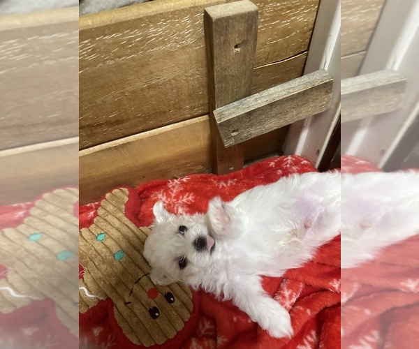 Medium Photo #3 Havanese Puppy For Sale in WICKENBURG, AZ, USA