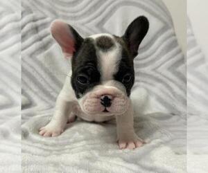 French Bulldog Puppy for sale in JOHNS ISLAND, SC, USA