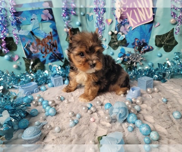 Medium Photo #6 Yorkshire Terrier Puppy For Sale in HARKER HEIGHTS, TX, USA