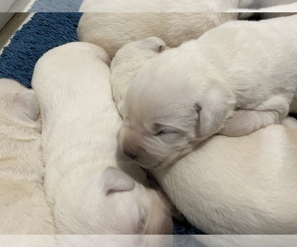 Medium Photo #4 Labrador Retriever Puppy For Sale in KITTRELL, NC, USA