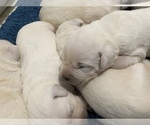 Small Photo #4 Labrador Retriever Puppy For Sale in KITTRELL, NC, USA