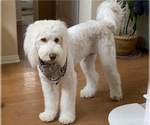 Small Photo #1 Saint Berdoodle Puppy For Sale in QUEEN CREEK, AZ, USA