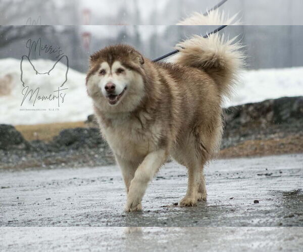 Medium Photo #8 Alaskan Malamute Puppy For Sale in Rustburg, VA, USA