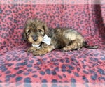 Small #4 Aussiedoodle Miniature 
