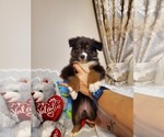 Small Photo #3 Miniature Australian Shepherd Puppy For Sale in JACKSONVILLE, FL, USA