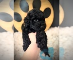 Small #1 Poodle (Standard)