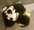 Small Photo #4 Bulldog Puppy For Sale in PEACHLAND, NC, USA