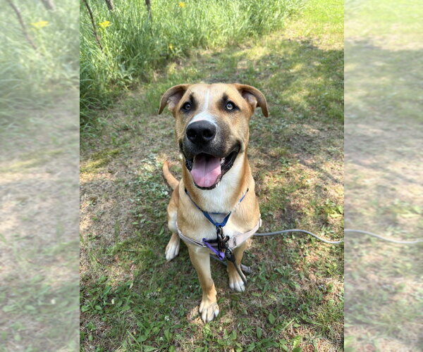 Medium Photo #4 Mutt Puppy For Sale in Bemidji, MN, USA