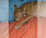 Small Photo #2 American Staffordshire Terrier-Unknown Mix Puppy For Sale in Holly Springs, NC, USA