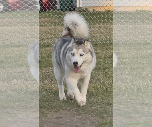 Medium Photo #1 Siberian Husky Puppy For Sale in Scottsboro, AL, USA