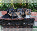 Small Photo #1 Yorkshire Terrier Puppy For Sale in ESCONDIDO, CA, USA