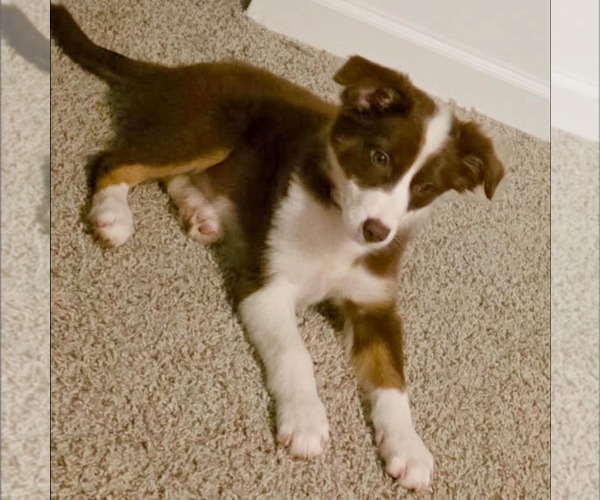 Medium Photo #3 Australian Shepherd-Unknown Mix Puppy For Sale in Calhoun, GA, USA