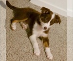 Small #2 Australian Shepherd Mix