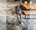 Small #3 Mutt
