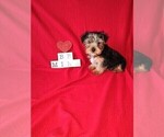Puppy 4 Yorkshire Terrier