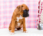 Small Photo #54 Boxer Puppy For Sale in WAKARUSA, IN, USA
