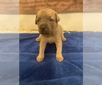 Puppy Puppy 1orange Cane Corso