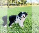Small #4 Miniature Australian Shepherd