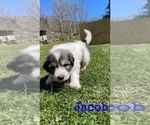 Small Photo #5 Great Pyrenees Puppy For Sale in VILAS, NC, USA