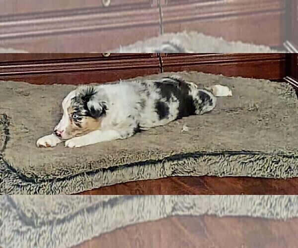 Medium Photo #7 Australian Shepherd Puppy For Sale in GIBSONTON, FL, USA