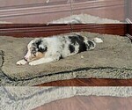 Small #6 Australian Shepherd