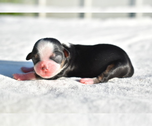 Auss-Tzu Puppy for sale in PALM COAST, FL, USA